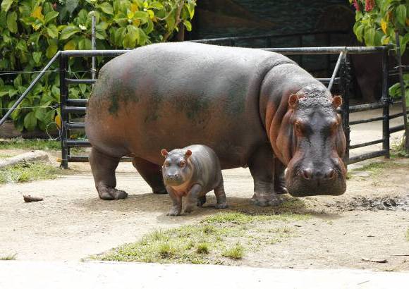 Cortes&#237;a Zool&#243;gico Santa Fe - La hembra hipop&#243;tamo naci&#243; hace 8 semanas, el zool&#243;gico Santa fe busca su nombre a trav&#233;s de un concurso para los ni&#241;os.