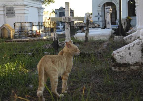 Mario Franco-Colprensa - El Cementerio Municipal de Mompox, Bol&#237;var, es un lugar fascinante que a lo largo de los a&#241;os ha tenido un apacible deterioro, en sus tumbas se pueden encontrar l&#225;pidas que datan del a&#241;o 1831. El descanso eterno de sus hu&#233;spedes es singularmente cuidado por gatos, felinos que se pasean por las tumbas en lo que parecieran rondas de estricta vigilancia.