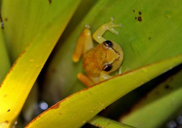 Henry Agudelo - Una reserva en la Sierra Nevada de Santa Marta permite investigar y proteger numerosas especies animales.
