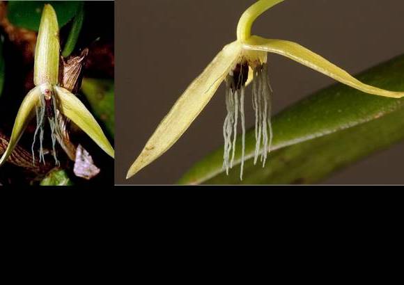 Foto Cortes&#237;a - 4. Orqu&#237;dea nocturna: Bulbophyllum nocturnum es de Pap&#250;a Nueva Guinea y sus flores abren alrededor de las 10 de la noche y se cierran en la ma&#241;ana.