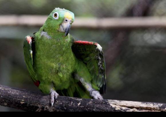 Donaldo Zuluaga - Visitar el Zool&#243;gico Santa Fe es una experiencia a trav&#233;s de las maravillas de la fauna, un acercamiento fascinante a sus especies.