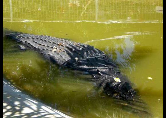 AP - El cocodrilo fue colocado en una jaula con vallas en una zona donde la autoridades tienen intenci&#243;n de construir un parque de ecoturismo.
