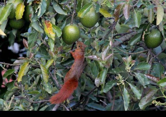 Donaldo Zuluaga - Lorena estaba en un &#225;rbol de guacates con una ardilla.