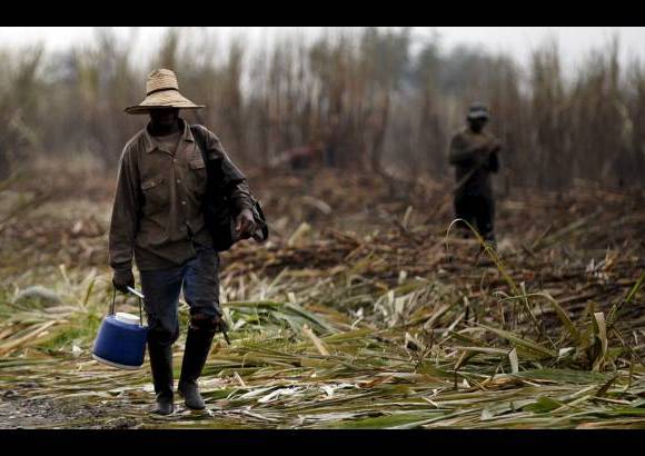 Manuel Saldarriaga - Los corteros de ca&#241;a son personajes t&#237;picos del paisaje a lo largo de Cauca y la regi&#243;n vecina del Valle del Cauca. Su tradicional labor se ha convertido en un referente no solo econ&#243;mico, sino sociocultural de ambas regiones.