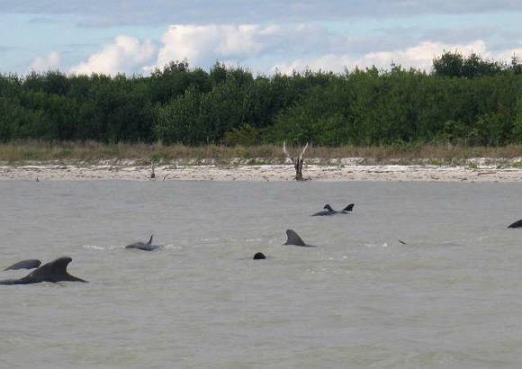 AP - En 2003 otras 28 sufrieron la misma situaci&#243;n, tambi&#233;n en los Cayos de Florida, y muchas de ellas fallecieron.