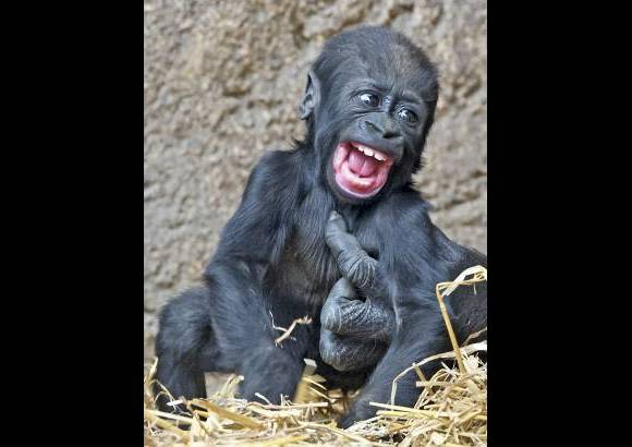 AP - El beb&#233; gorila Jengo juega con la mano de un gorila adulto en el zool&#243;gico de Leipzig, Alemania.