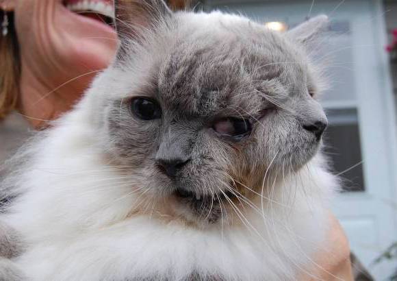 Reuters - Frank y Louie es un gato tipo Janus, llamado as&#237; por la figura de la mitolog&#237;a romana con dos caras en una cabeza. Los animales as&#237; suelen durar solo algunas semanas, pero &#233;ste de Worcester, Massachusett en Estados Unidos, rompi&#243; el r&#233;cord de longevidad al cumplir 12 a&#241;os, naci&#243; el 8 de septiembre de 1999.