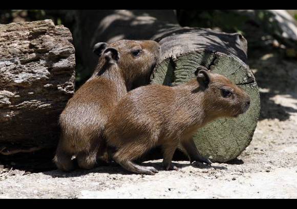 Manuel Saldarriaga - El Parque Santa Fe adelanta una transformaci&#243;n que intenta hacer de los espacios, sitios m&#225;s naturales y cercanos a la vida silvestre. Llegar&#225;n 1.000 animales.
