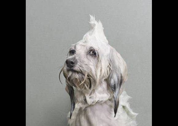 Sophie Gamand - La serie de perros mojados se convirti&#243; en viral en redes sociales hace algunas semanas.
