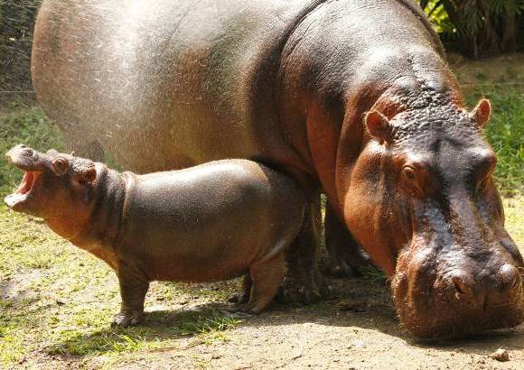 Cortes&#237;a Zool&#243;gico Santa Fe - La hembra hipop&#243;tamo naci&#243; hace 8 semanas, el zool&#243;gico Santa fe busca su nombre a trav&#233;s de un concurso para los ni&#241;os.