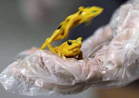 Reuters - Ese hongo ataca la piel de las min&#250;sculas ranas, de color amarillo brillante y manchas negras atigradas, produci&#233;ndoles una enfermedad conocida como quitridiomicosis, y mueren aproximadamente dos semanas despu&#233;s de ser infectadas.