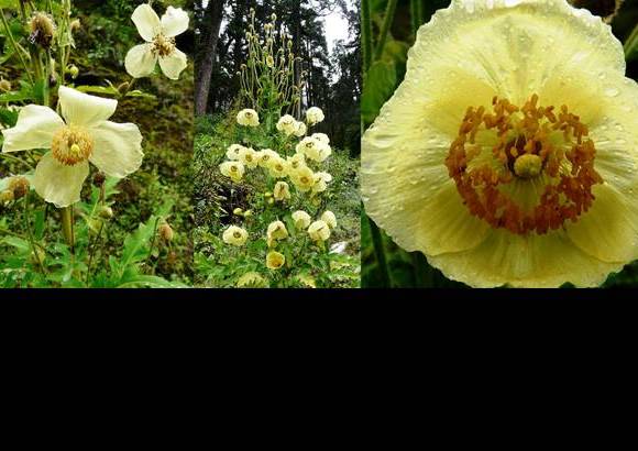 Foto Cortes&#237;a - 7. Poppy nepalesa de oto&#241;o: Meconopsis autumnalis, una plantita amarilla que vive en la alta monta&#241;a de Nepal, que florece en oto&#241;o.