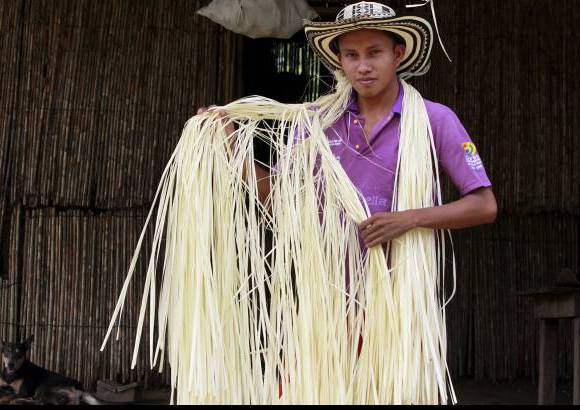 Foto Donaldo Zuluaga - Cuando se seca la fibra se recoge para pasar a la tintura.