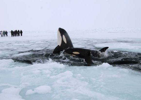 Reuters - Dos ballenas asesinas salieron a la superficie a través de un orificio de respiración en el hielo de la bahía de Hudson, cerca de Quebec en Canadá. Las ballenas son parte de una manada que están atrapadas en el hielo marino, ellas se turnan para respirar a través de un agujero en el hielo.