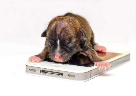 Reuters - La cachorro Beyonc&#233; podr&#237;a quedarse con el Guinnes Record del perra m&#225;s peque&#241;o del mundo. Es tan diminuta que completa cabe sobre un tel&#233;fono iPhone.