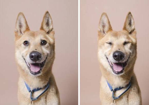 Sophie Gamand - Los perros inquietos, dice Sophie Gamand, son los de mejores fotograf&#237;as.