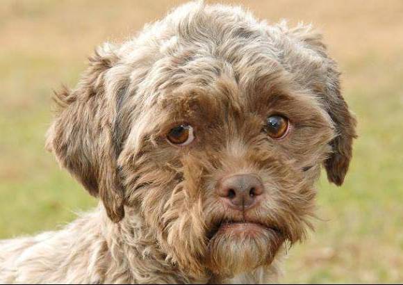 Petfinder - Tonik es un perro que se hizo famoso en redes sociales, principalmente en Estados Unidos, gracias a su particular aspecto f&#237;sico.
