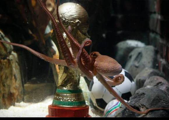 Reuters - El cefalópodo de dos años con supuestos poderes psíquicos se convirtió en una celebridad mundial por predecir con total acierto las cinco victorias de Alemania en el Mundial de Sudáfrica, así como sus dos derrotas.