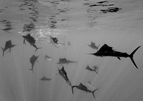 AP - Reinhard Dirscherl gan&#243; en la categor&#237;a Naturaleza individual con el ataque del pez vela del Atl&#225;ntico atacando sardinas espa&#241;olas, frente a la Pen&#237;nsula de Yucat&#225;n, M&#233;xico.