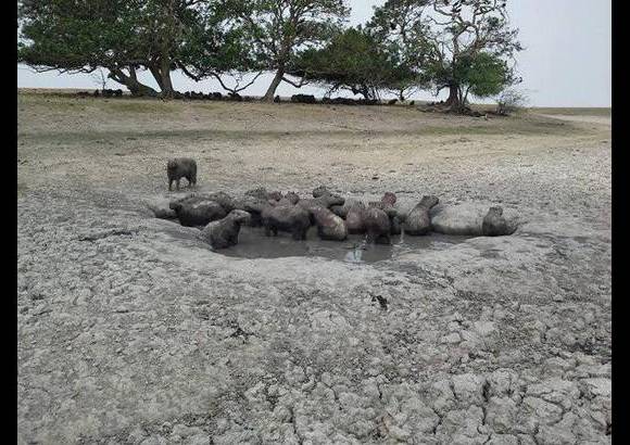 Foto: Heidy Puerta - Ruiz hizo un llamado a todas las empresas petroleras del sector, que hacen presencia en Paz de Ariporo, para que aporten recursos, maquinaria y logística para la adecuación de los reservorios, en las veredas afectadas por la sequía.