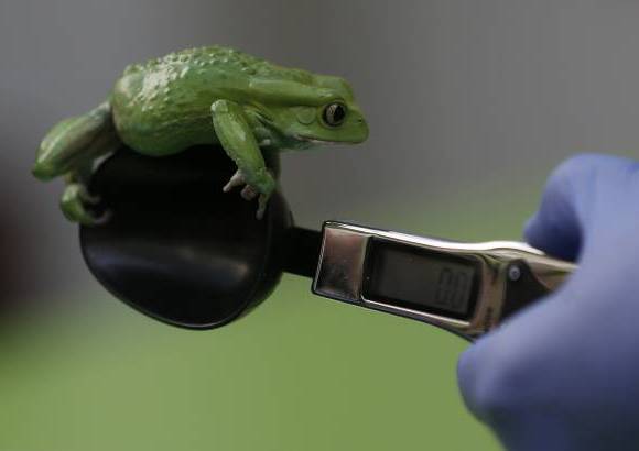 AP - Un cuidador del zoo pesa una rana mono encerada durante el pesaje anual del zool&#243;gico de Londres.