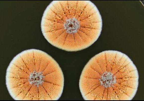 Foto Jan Dijksterhuis - Penicilina naranja (Penicilium vanoranjei) un hongo aislado en T&#250;nez.