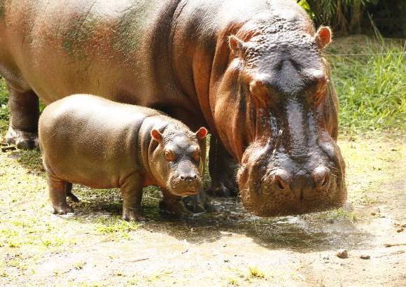 Cortes&#237;a Zool&#243;gico Santa Fe - La hembra hipop&#243;tamo naci&#243; hace 8 semanas, el zool&#243;gico Santa fe busca su nombre a trav&#233;s de un concurso para los ni&#241;os.