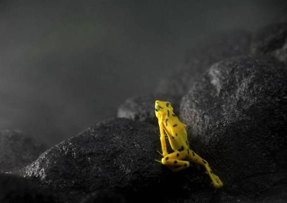 Reuters - Seg&#250;n el director del Centro de Conservaci&#243;n de Anfibios del zool&#243;gico paname&#241;o de El N&#237;spero, Edgardo Griffith, la rana dorada (Atelpus zetequis) se extinguir&#225; en una d&#233;cada si no se detiene el avance del mortal hongo qu&#237;trido (Chytridiomicetus dendrobctides).