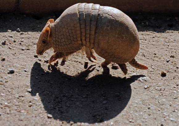 AFP - La mascota del Mundial Brasil 2014, un armadillo de tres bandas, es considerada como un especie vulnerable por la Unión Internacional para la Conservación de la Naturaleza (UICN). Este armadillo, conocido como "tatu-bola", se creía extinto hasta su redescubrimiento en 1990 y este año el Gobierno de Brasil presentará en junio un plan para salvar al personaje que inspira a Fuleco, la mascota del torneo de la FIFA.