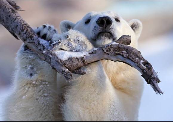 Reuters - Los osos polares en el acuario de Quebec en Canadá disfrutan del frío de esta zona.