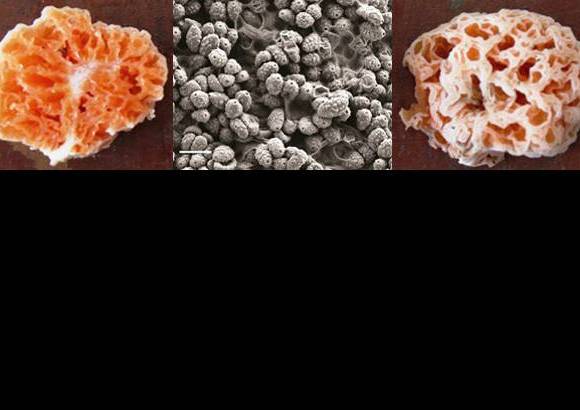 Foto Cortes&#237;a - 6. Hongo Bob Esponja: Spongiforma squarepantsii, que semeja m&#225;s una esponja que un hongo t&#237;pico. Si se comprime, luego recobra su forma original, tal como la esponja.