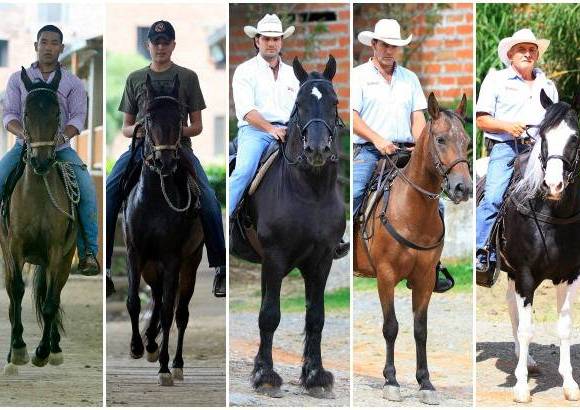 Robinson S&#225;enz - Durante el desfile de caballos de la Feria de las Flores, la mayor&#237;a de los ejemplares participantes hacen parte de la raza caballo criollo colombiano, en modalidades como trote, galope, trocha y paso fino. Tambi&#233;n participar&#225;n otras cuantas razas como Percher&#243;n Franc&#233;s, Appaloosa, Pinto Americano, Ponis, Frisones (negro azabache) y mulares.
