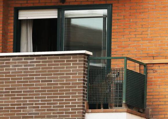 AP - Esta imagen de Excalibur, el perro de la enfermera espa&#241;ola infectada con el &#201;bola fue la &#250;ltima que se tuvo del perro que fue sacrificado.
