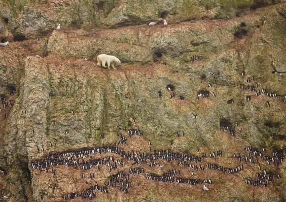 Reuters - La estadounidense Jenny E. Ross obtuvo el primer lugar de la categor&#237;a de Naturaleza, con esta foto lograda en Novaya Zemlya, Rusia.