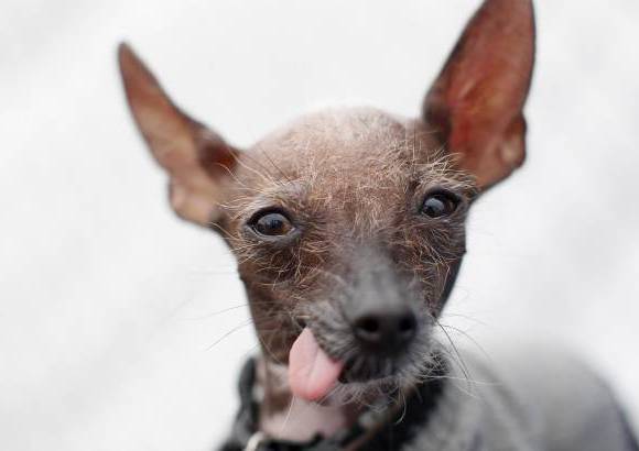 Reuters - La mayor&#237;a de los perros que participan en el concurso disfrutan la fama que les brinda el certamen. Llegan a convertirse en estrellas de eventos locales para mascotas.