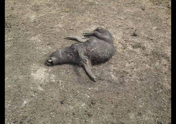 Foto: Heidy Puerta - El gobernador Marco Tulio Ruiz decretará la emergencia ambiental, para emprender labores como la contratación de maquinaria destinada a la adecuación de reservorios de agua como lagunas, esteros y humedales, con lo que se espera abastecer la fauna silvestre.