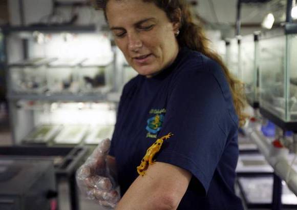 Reuters - En Panam&#225; hay 200 especies de anfibios (ranas, sapos, salamandras y cecilias), de las que un 33 por ciento est&#225;n amenazadas por el hongo qu&#237;trido, afirm&#243; el director del Proyecto de Rescate y Conservaci&#243;n de Anfibios de Panam&#225;, Roberto Iba&#241;ez, que cit&#243; datos de la Uni&#243;n Internacional para la Conservaci&#243;n de la Naturaleza (UICN).