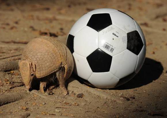 AFP - La mascota del Mundial Brasil 2014, un armadillo de tres bandas, es considerada como un especie vulnerable por la Unión Internacional para la Conservación de la Naturaleza (UICN). Este armadillo, conocido como "tatu-bola", se creía extinto hasta su redescubrimiento en 1990 y este año el Gobierno de Brasil presentará en junio un plan para salvar al personaje que inspira a Fuleco, la mascota del torneo de la FIFA.