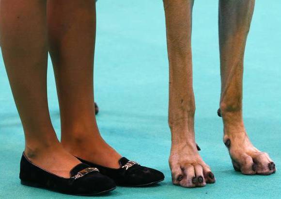 Reuters - Una mujer y su gran dan&#233;s participan en el primer d&#237;a de la exposici&#243;n canina Crufts en Birmingham, Inglaterra.