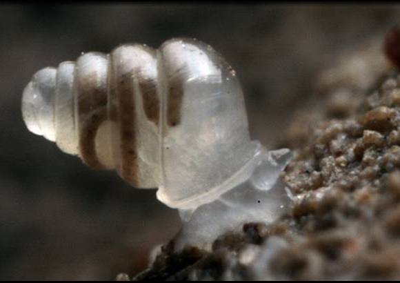Foto Jana Bedek - Caracol (Zoespun tholussum) vive en la oscuridad completa, hallado a 900 metros de profundidad en cavernas de Croacia.