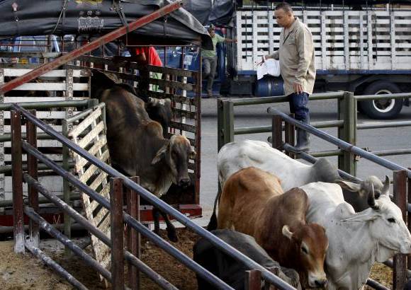 Foto Donaldo Zuluaga - Son las 6:00 a.m. del lunes y comienza la faena en la Feria de Ganados de Medell&#237;n.