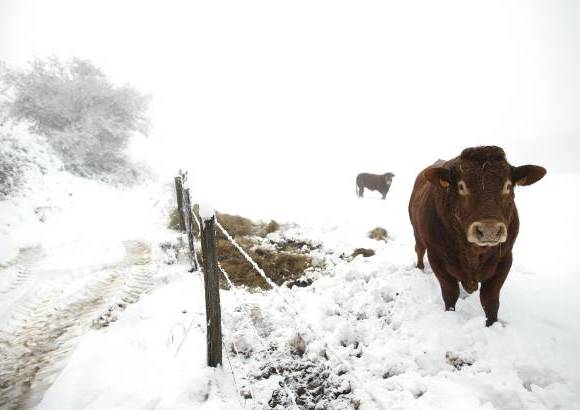 Reuters - En la región de Borgoña en Francia a las vacas parecieran no afectarles mucho el frío que ya se siente en la zona.