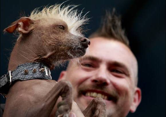 Reuters - El perro m&#225;s feo del mundo tambi&#233;n recibe una sesi&#243;n de fotos de Nuena Photography, una estancia VIP en el Sheraton Petaluma y un a&#241;o de suministro de galletas para perro.