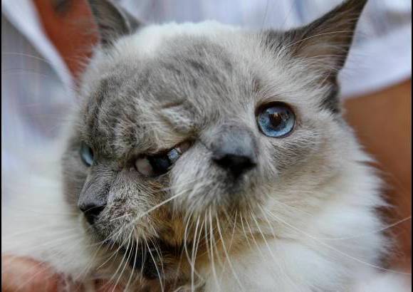 AP - El gato fue llevado cuando ten&#237;a un d&#237;a de nacido para ser sacrificado pero su hoy due&#241;a lo impidi&#243; y se lo llev&#243; a su casa.