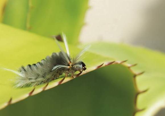 Cortes&#237;a - El trayecto tiene una duraci&#243;n de una hora y media en un sistema de cuevas semi-inundadas.