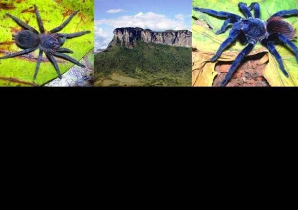 Foto Cortes&#237;a - 10. Tar&#225;ntula de Sazima: un hermoso ejemplar de un azul iridiscente, la primera especie de Brasil elegida en el top 10 de las especies. Pterinopelma sazimai vive en ecosistemas aislados en lo alto de las monta&#241;as.