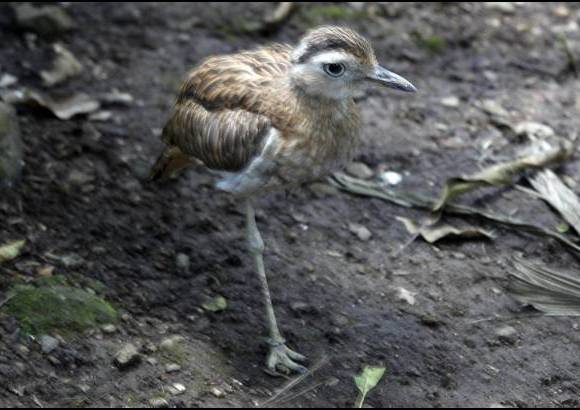 Manuel Saldarriaga - El Parque Santa Fe adelanta una transformaci&#243;n que intenta hacer de los espacios, sitios m&#225;s naturales y cercanos a la vida silvestre. Llegar&#225;n 1.000 animales.
