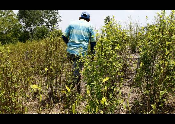 JAIME P&#201;REZ - Campesinos, en esta zona tan apartada, siguen cultivando coca.