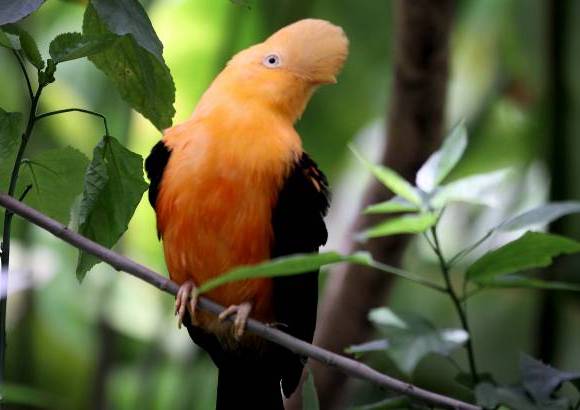 Donaldo Zuluaga - El parque Zool&#243;gico Santa Fe cuenta con dos salones para realizar todo tipo de eventos, como reuniones empresariales, fiestas y reuniones.