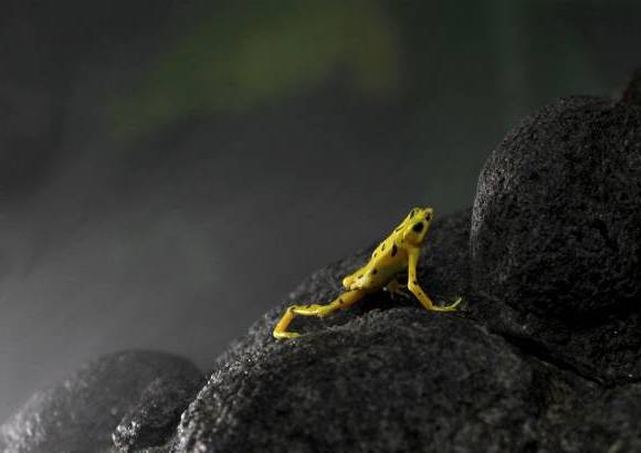 Reuters - El hongo entr&#243; a Panam&#225; en 1993 por la zona fronteriza con Costa Rica, y ha seguido movi&#233;ndose desde el oeste del pa&#237;s hacia la ciudad de Panam&#225;, donde entre 2010 y 2011 se detect&#243; su presencia en el Parque Nacional Soberan&#237;a.